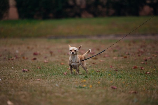 Kreative anwendungen von augmented reality zur verbesserung des einkaufserlebnisses im einzelhandel